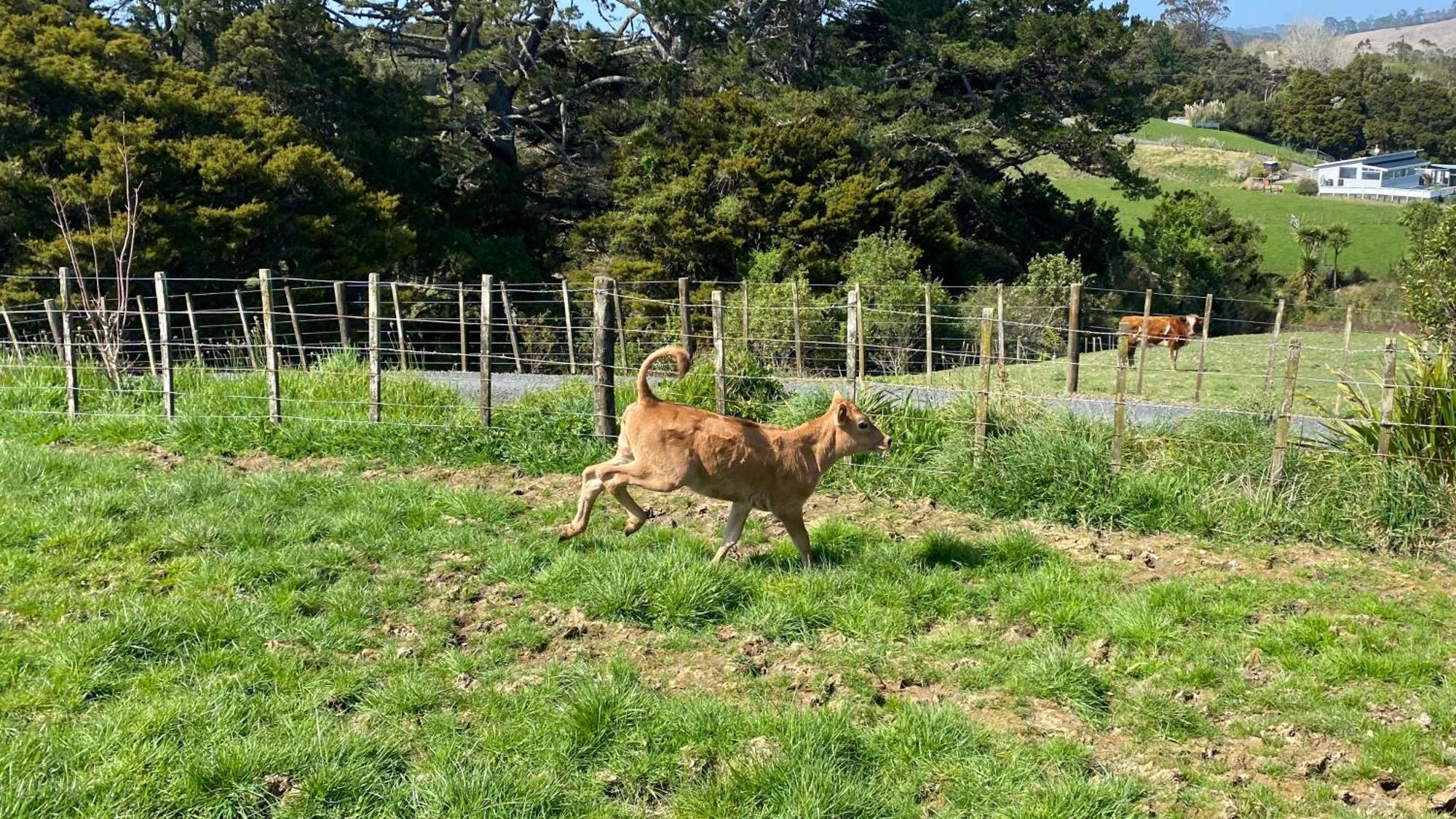 Pukeatua Farmstay Waimauku Exteriör bild