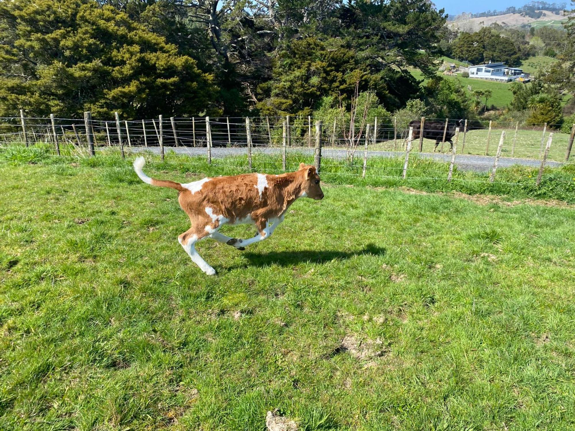 Pukeatua Farmstay Waimauku Exteriör bild