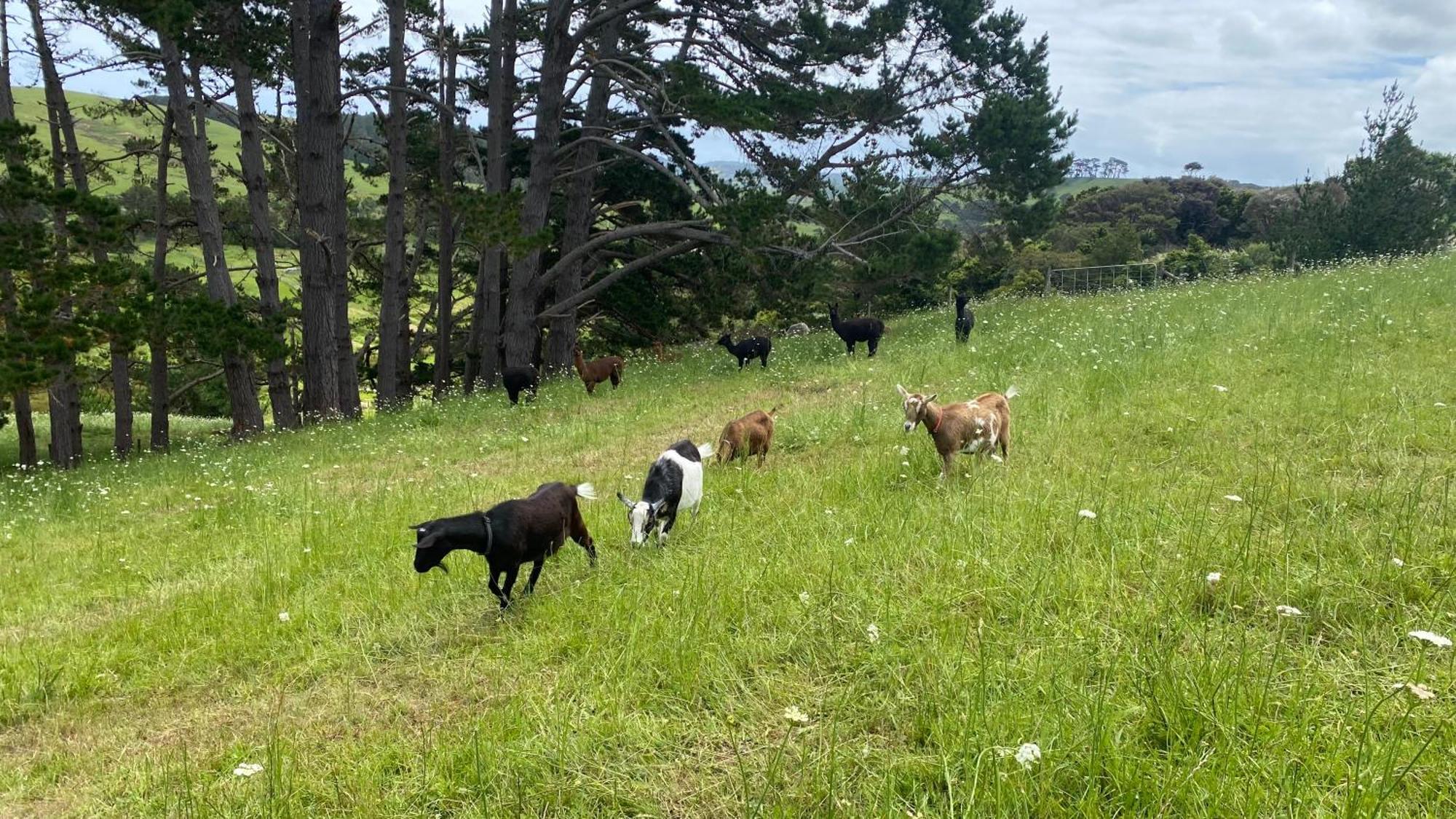Pukeatua Farmstay Waimauku Exteriör bild