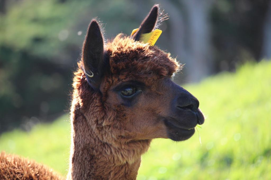 Pukeatua Farmstay Waimauku Exteriör bild